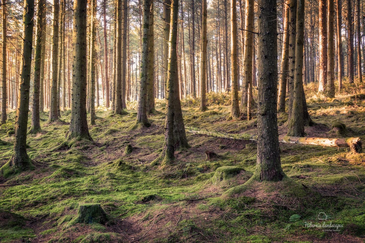 Отель Oakwood Glamping Mourne Mountains Moyad Экстерьер фото